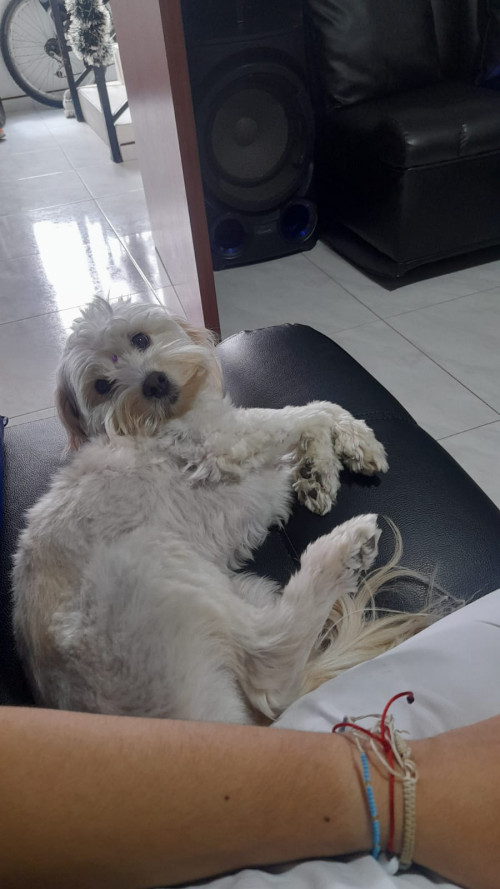 Milú