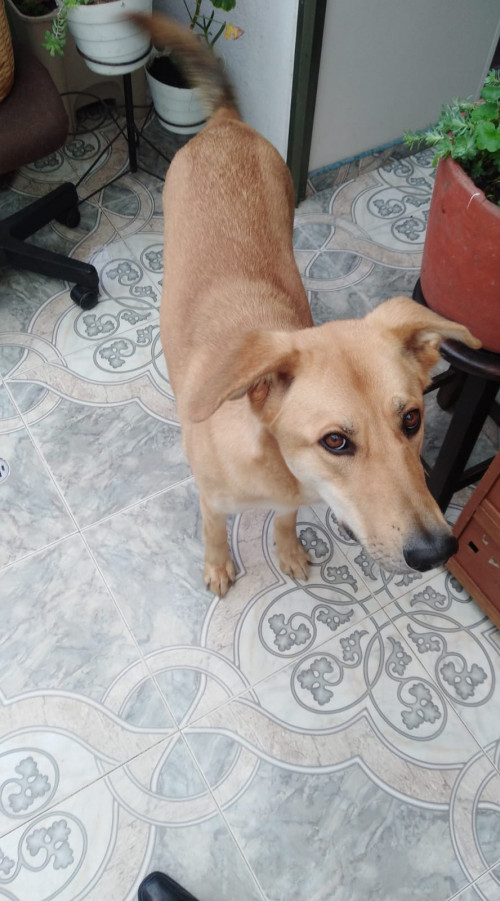 Chiqui