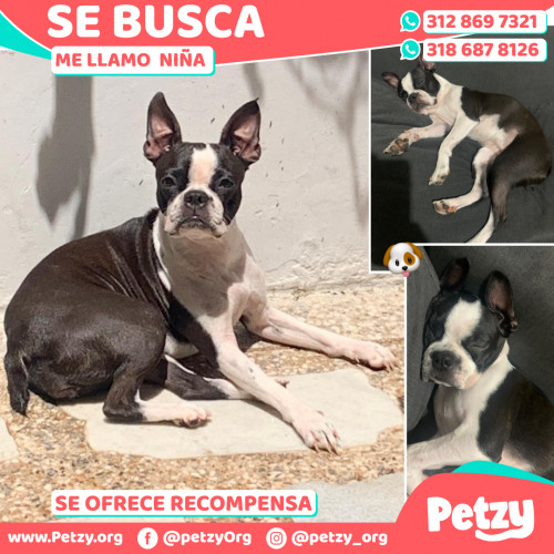 Foto de mascota  Niña 