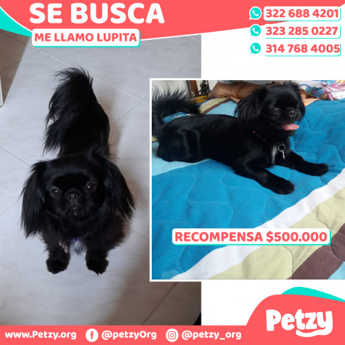 Foto de mascota Lupita