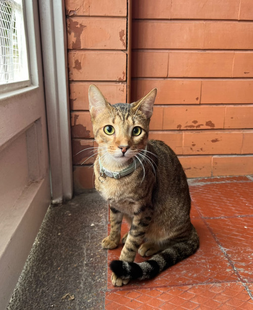 Milo