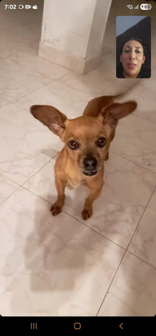 Panela