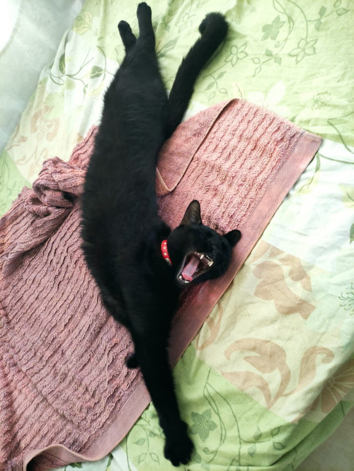 Zeus
