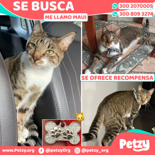 Foto de mascota Maui