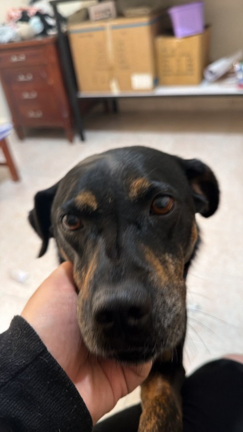 Canela