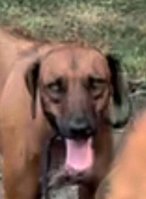 Jeronimo O Jero