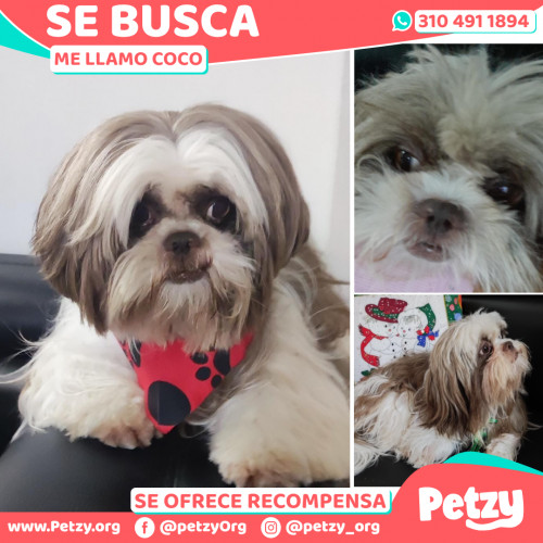 Foto de mascota Coco