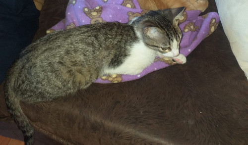 Nala
