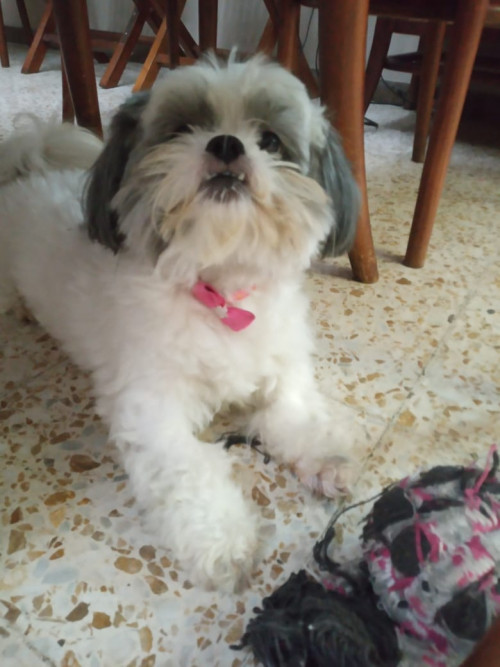 Sofía