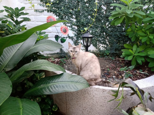 Niña
