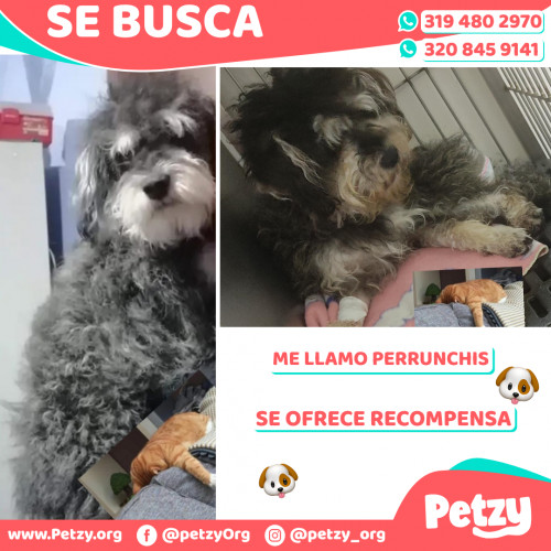 Foto de mascota Perrunchis