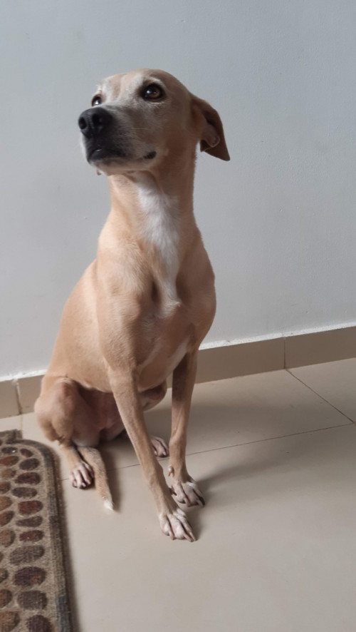 Vainilla