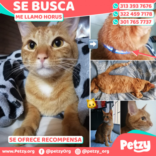 Foto de mascota Horus