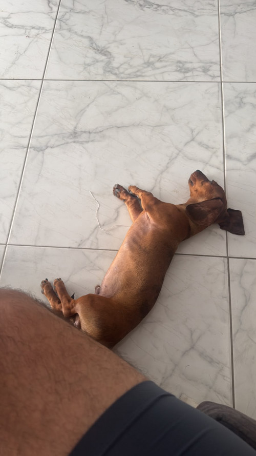 Canelo