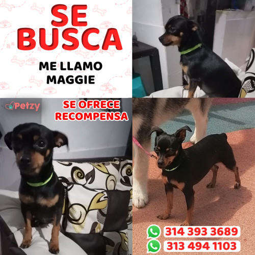 Foto de mascota Maggie