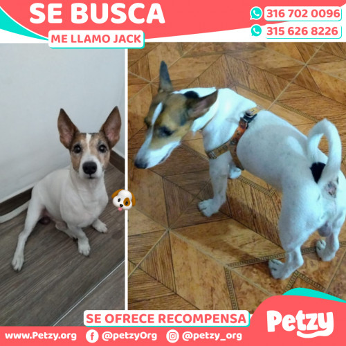 Foto de mascota Jack