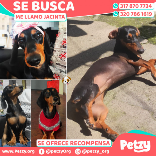 Foto de mascota Jacinta