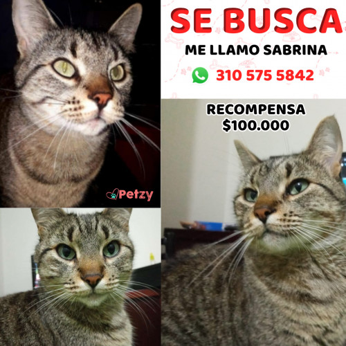 Foto de mascota Sabrina