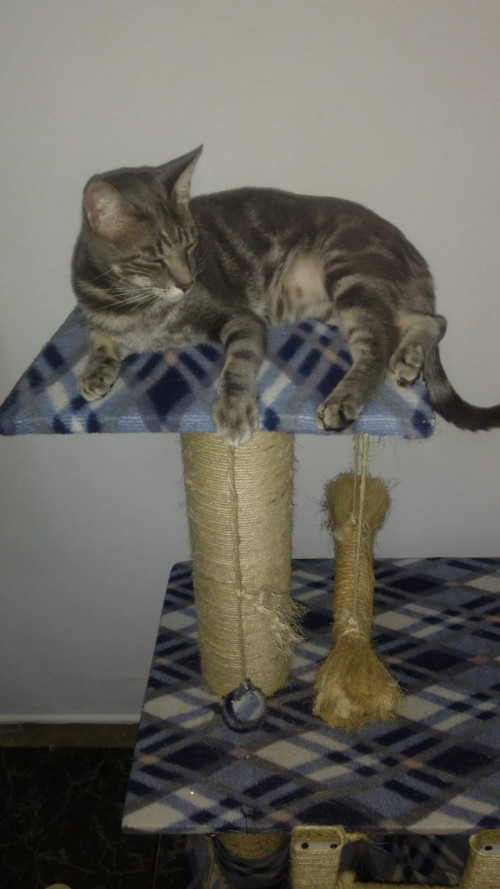 Gregorio