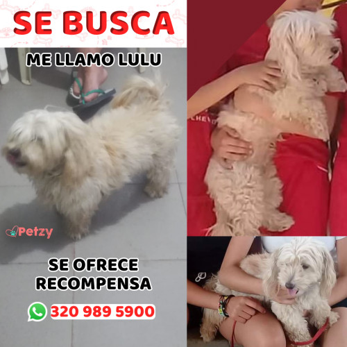 Foto de mascota Lulu