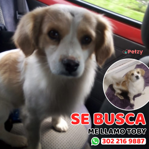 Foto de mascota Toby