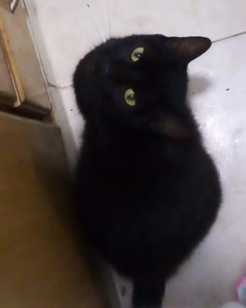 Negra
