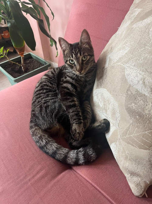 Miguel