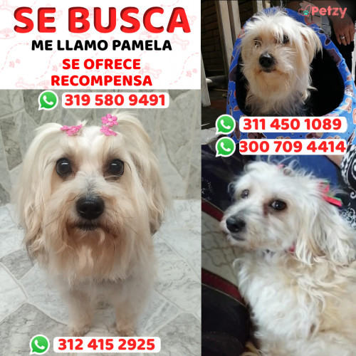 Foto de mascota Pamela 