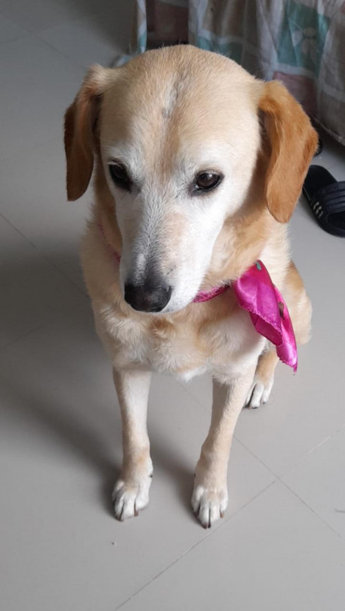 Muñeca
