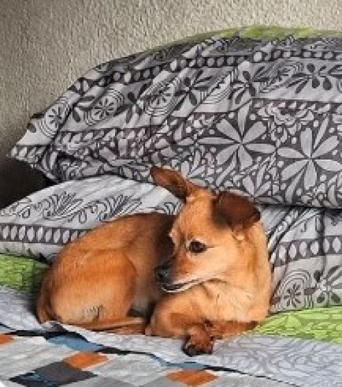 Panela