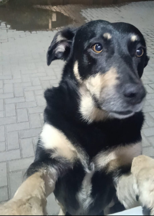 Negra
