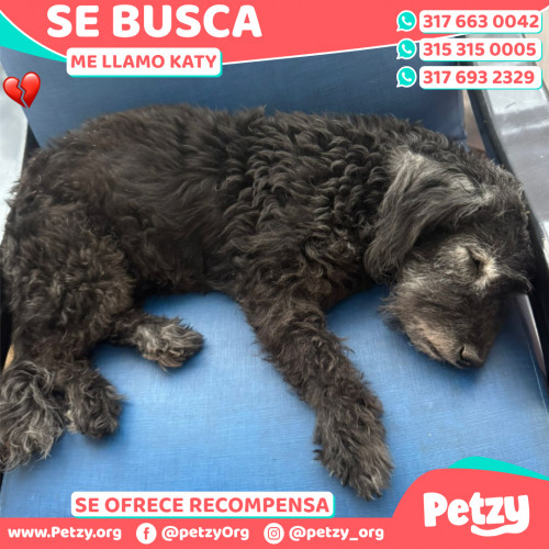 Foto de mascota Katy