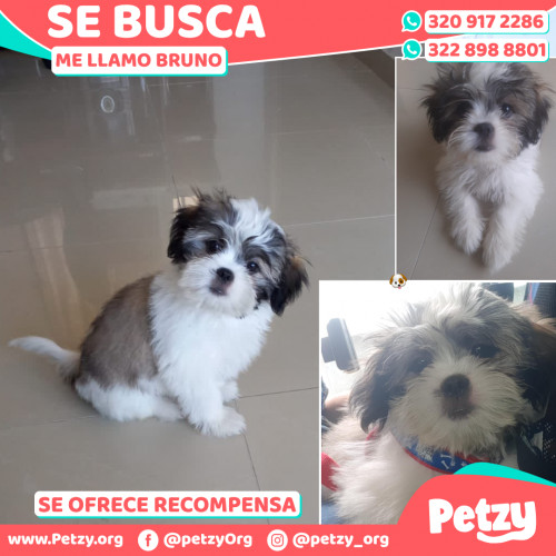 Foto de mascota Bruno