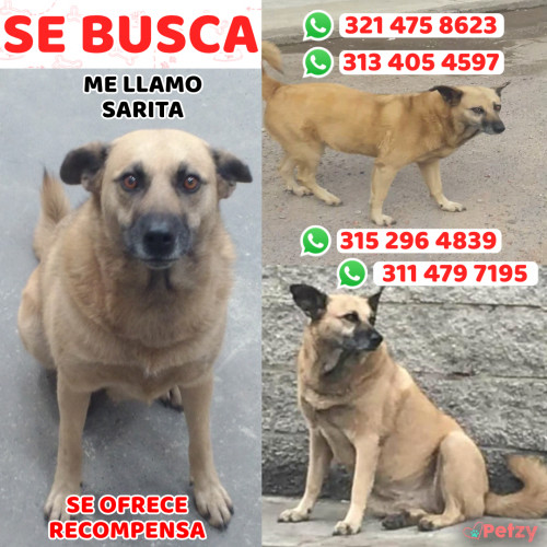 Foto de mascota Sarita