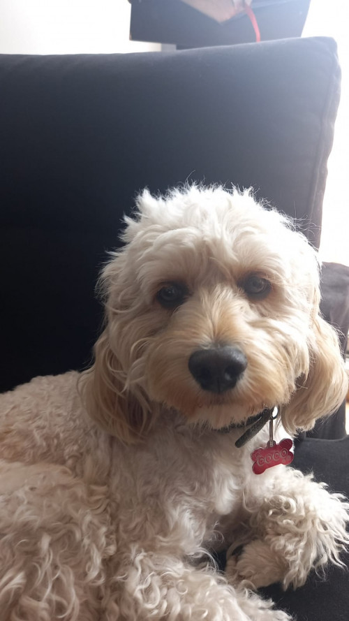 Coco