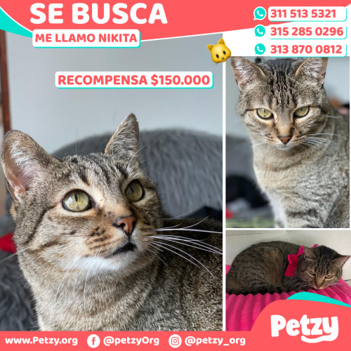 Foto de mascota Nikita