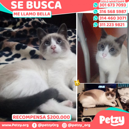 Foto de mascota Bella