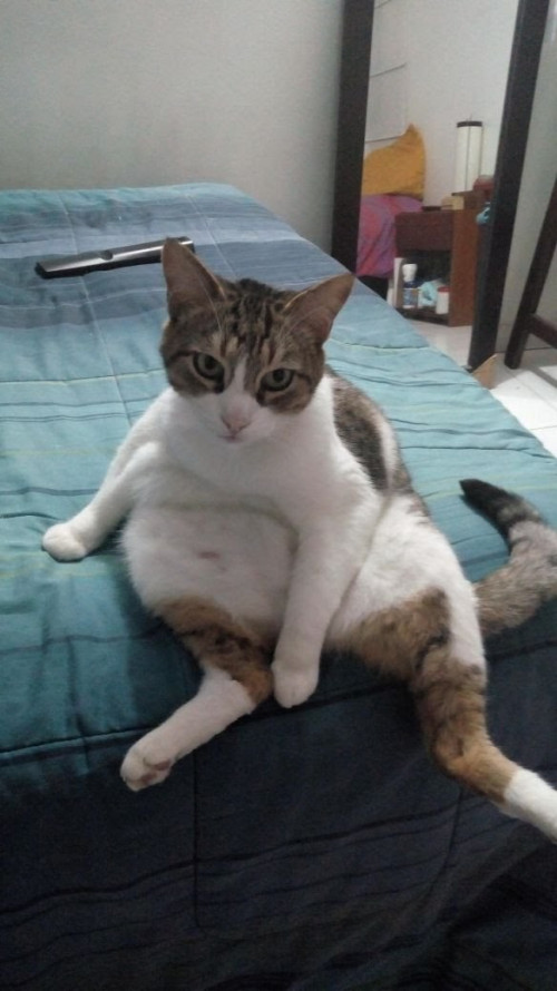 Michi