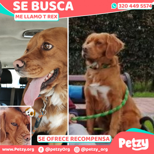 Foto de mascota T Rex