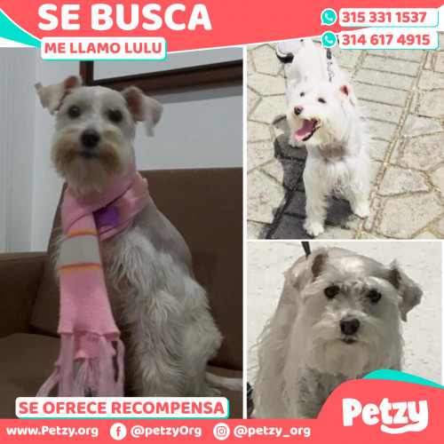 Foto de mascota Lulu