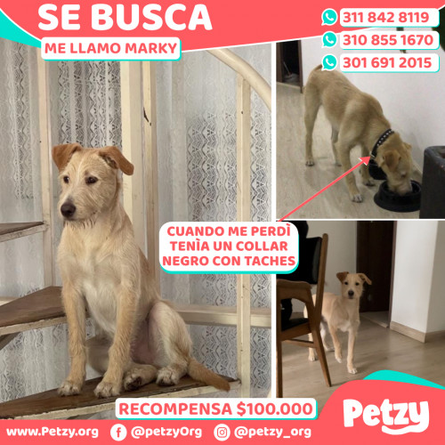 Foto de mascota Marky