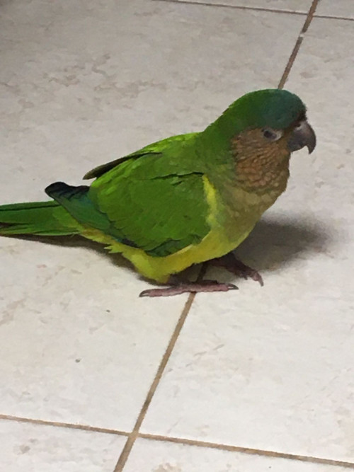 Yako