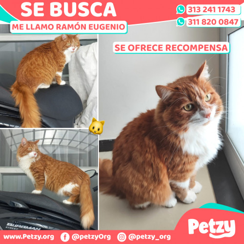 Foto de mascota Ramón Eugenio