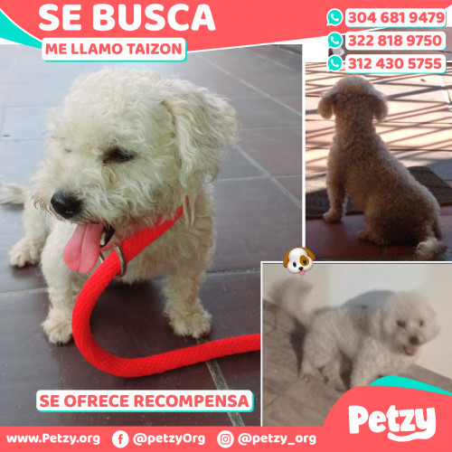 Foto de mascota Taizon