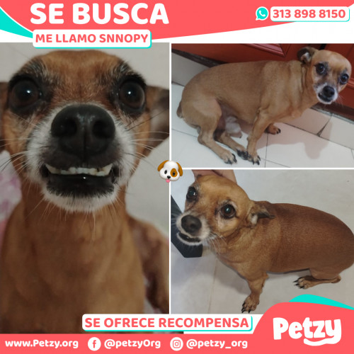 Foto de mascota Snnopy