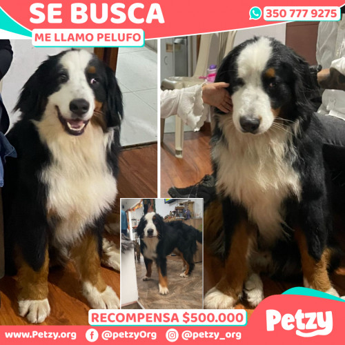 Foto de mascota Pelufo