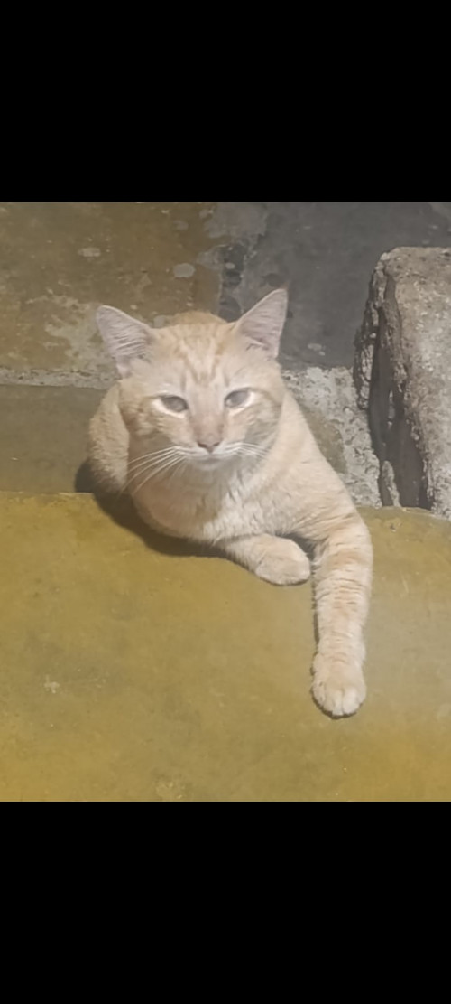 Garfield