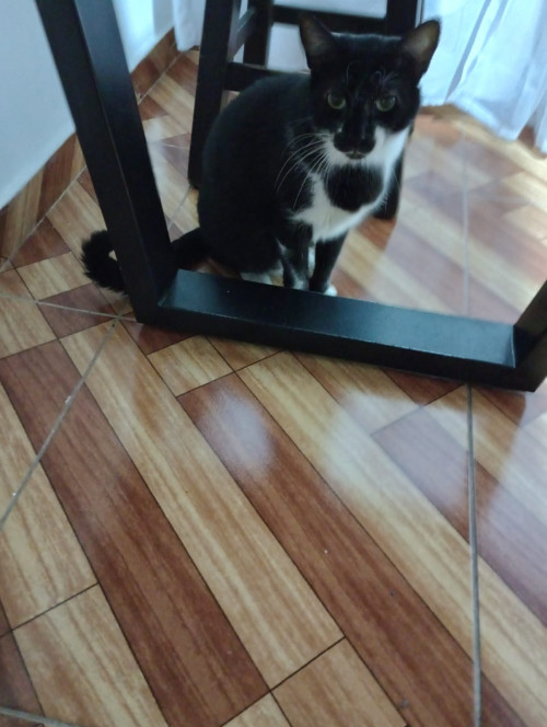 Tom