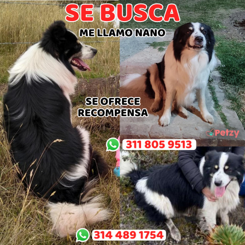 Foto de mascota Nano