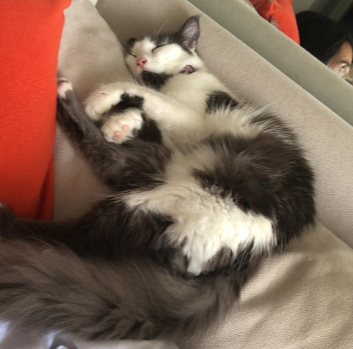 Kiara